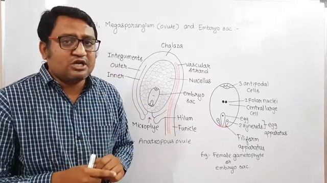 Pistil, Megasporangium and Embryo sac(NCERT) смотреть онлайн