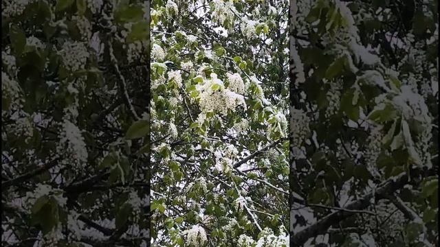 Снег в начале мая. С 1 мая.