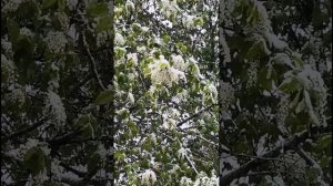 Снег в начале мая. С 1 мая.