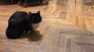 Кота тошнит от звука расчески