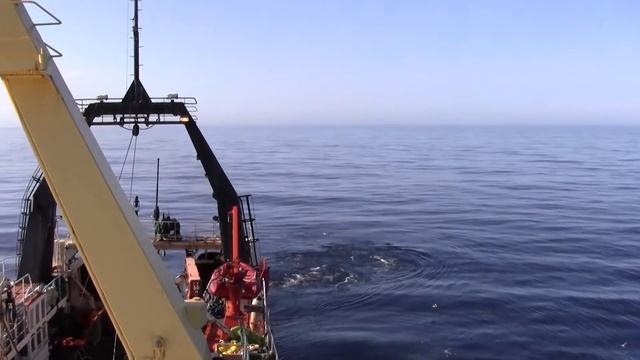 Balaenoptera acutorostrata (Mink whale) filmed in Greenland смотреть онлайн