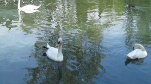 Парк новый афон