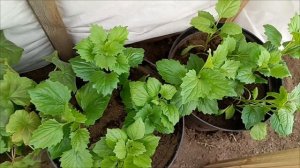 Сладкий перец🌶 переехал в теплицу. Досадила томаты 🍅