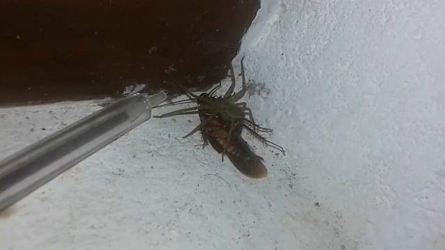 Spider hunting roach смотреть онлайн