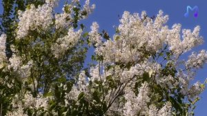 Юлия Зяблова - Эшелон (Сл. А.Куспангалиев)