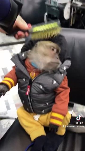 Роха наводит красоту смотреть онлайн