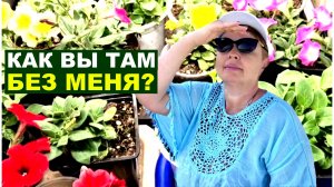 Бросила растения и уехала в отпуск. А тут мороз, снег, холод, одни переживания. Приехала и...