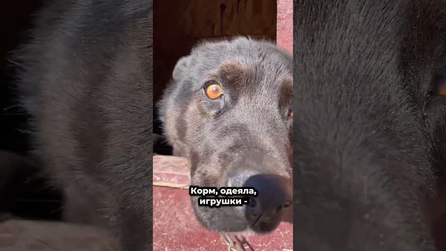 Их бросили, оставили без заботы и любви... | Как помочь приюту?