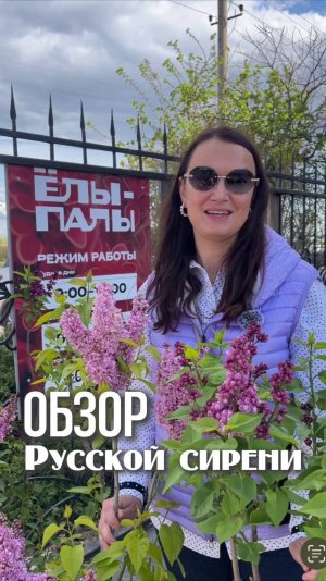 Обзор Русской сирени в питомнике "ЁЛЫ-ПАЛЫ"