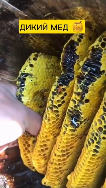 ДИКИЙ МЕД 🍯 ОЧЕНЬ ВКУСНЫЙ И ПОЛЕЗНЫЙ. #дагестан #мед #мёд #курах #туризм #пчелы #дикий_мёд #поход # смотреть онлайн