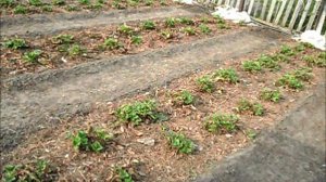 3 мая на моем участке