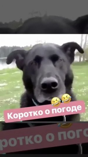 Коротко о погоде