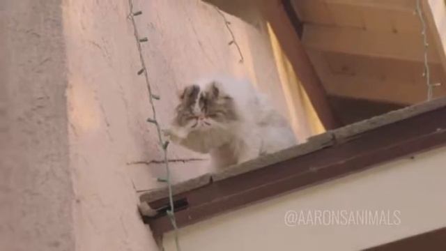 Новогодний прикол со злым котом смотреть онлайн