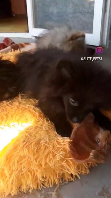 ПродажаЩенки Померанский Шпиц Йоркширский терьер.Доставка79788972514.вопросы  Ватсапп Вайбер