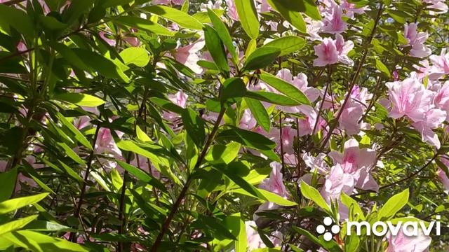 North Georgia. Природа северной Джорджии. смотреть онлайн