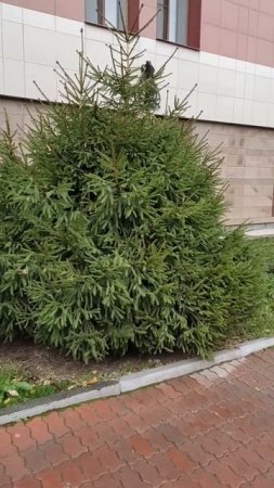 Городские елочки выстроились, как на подиуме, одна краше другой. Украшают территорию Преображенской