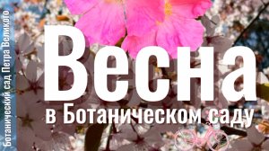 Весна в Ботаническом саду Петра Великого в Санкт-Петербурге