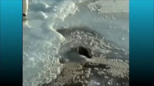 Приколы, мемы WASTED| Потрачено, перезалив со старого канала,