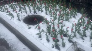Приостановили рыбалку, достаем коньки: майская погода в Москве 🥺💩🥺