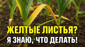 Желтеет Чеснок? Спасаю Листья Одним Простым Приёмом!