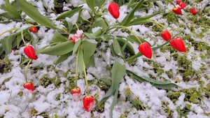 Экстренный выпуск. В столицу вернулась зима-2.05.2025 год.