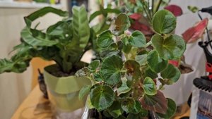 И снова ЗДРАВСТВУЙТЕ! Кашпошечки, дракошечка и чёрный атлас