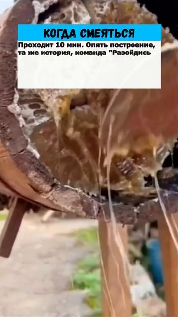 Товарищ прапорщик, давайте я посчитаю#анекдоты #приколы #юмор смотреть онлайн