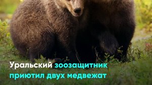 Уральский зоозащитник приютил двух медвежат