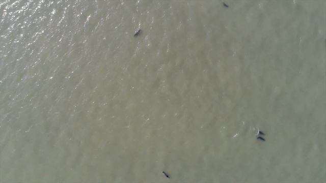 Как нам сохранить каспийских тюленей смотреть онлайн