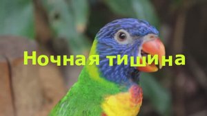 Ночная тишина