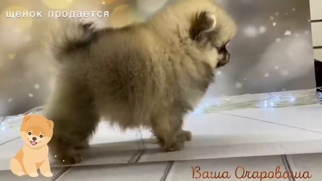 Шпиц Хумы смотреть онлайн