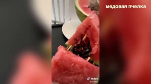 ЛУЧШИЕ ВАЙНЫ И ПРИКОЛЫ ТИК ТОК | Злой Пёс