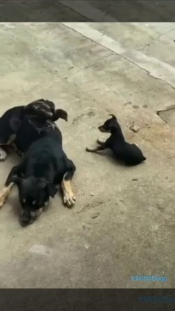 Смертельная схватка🐉😂 ( видео про собак и цыплят )