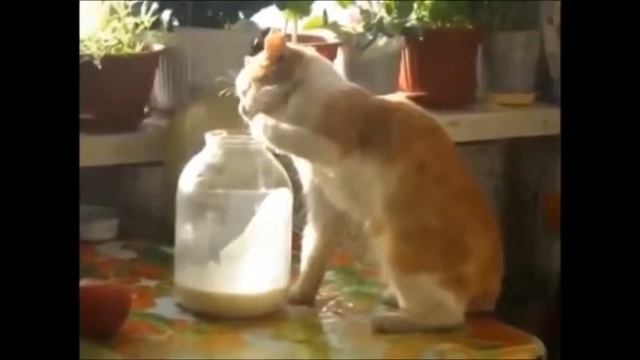 Кошка,улыбнись смешно 2 тв смотреть онлайн