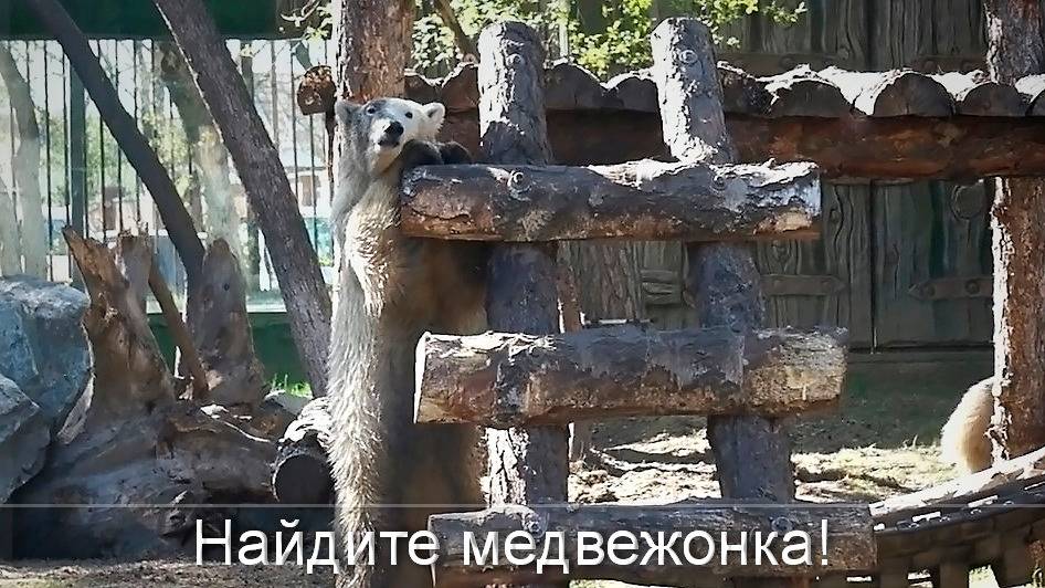 Медвежата Белка и Стрелка носятся с новыми игрушками,  отбирая их друг у друга, прыгая с ними в воду