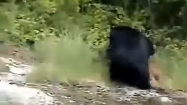 Медведь и лосенок смотреть онлайн