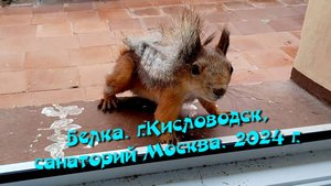 Белка. г.Кисловодск, санаторий "Москва". 2024 г.
