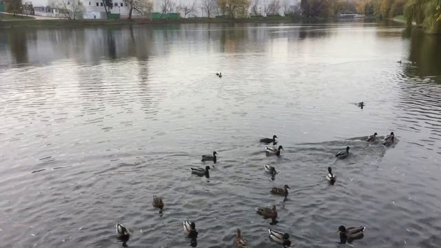 Большой Новодевичий пруд и его обитатели. Одноимённый