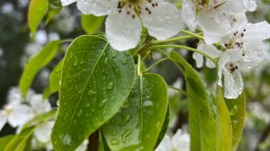 02-05-2025 Огород с нуля на трёхсотках