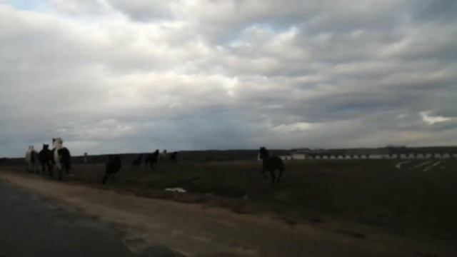 Лошади скачут по дороге смотреть онлайн