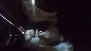Знакомство с козочками весной...
