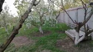 О поэзии в моем весеннем саду