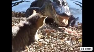 Смелый кот и крокодил