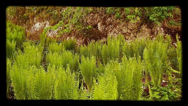 Как красиво у нас в горах/ смотреть онлайн