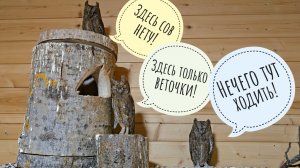 Как дела у сов сплюшек и у сыча Кубыши? Почему серые неясыти Штиль и Макита не размножаются?