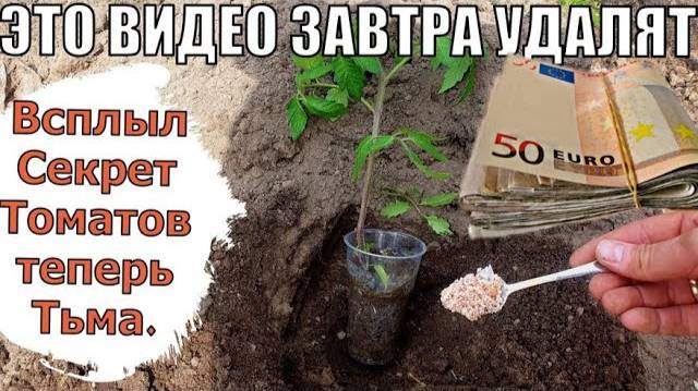 КАК Я ЗАРАБАТЫВАЮ НА ТОМАТАХ? Секрет урожая на 100.000 ₽