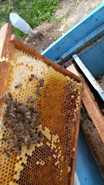 Развиваем слабую пчелу 🐝.