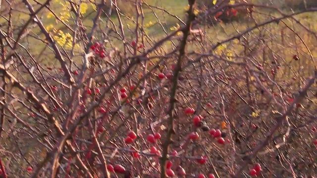 Мукачеве.Чернеча гора. Вид на жіночий Свято-Миколаївський монастир. 25.11.2017