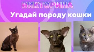 викторина,, УГАДАЙ ПОРОДУ КОШКИ " скорее смотри и подпишись!))🐈⬛