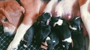 Бигль - щенячий патруль 12.04.2025